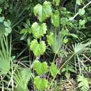 Image de Vitis rotundifolia var. munsoniana (Simpson ex Munson) M. O. Moore