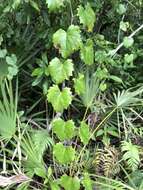 Imagem de Vitis rotundifolia var. munsoniana (Simpson ex Munson) M. O. Moore