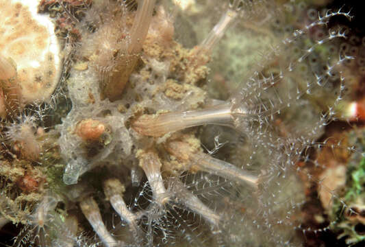 Image of Clavularia crassa (Milne Edwards 1848)