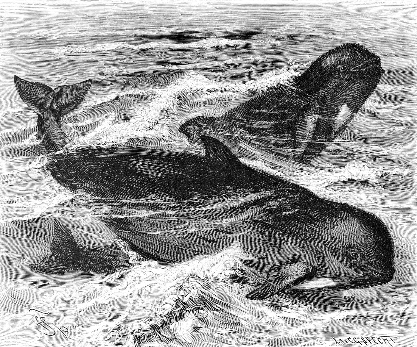 Image of Atlantic Pilot Whale