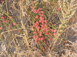 Image of Sea Grape