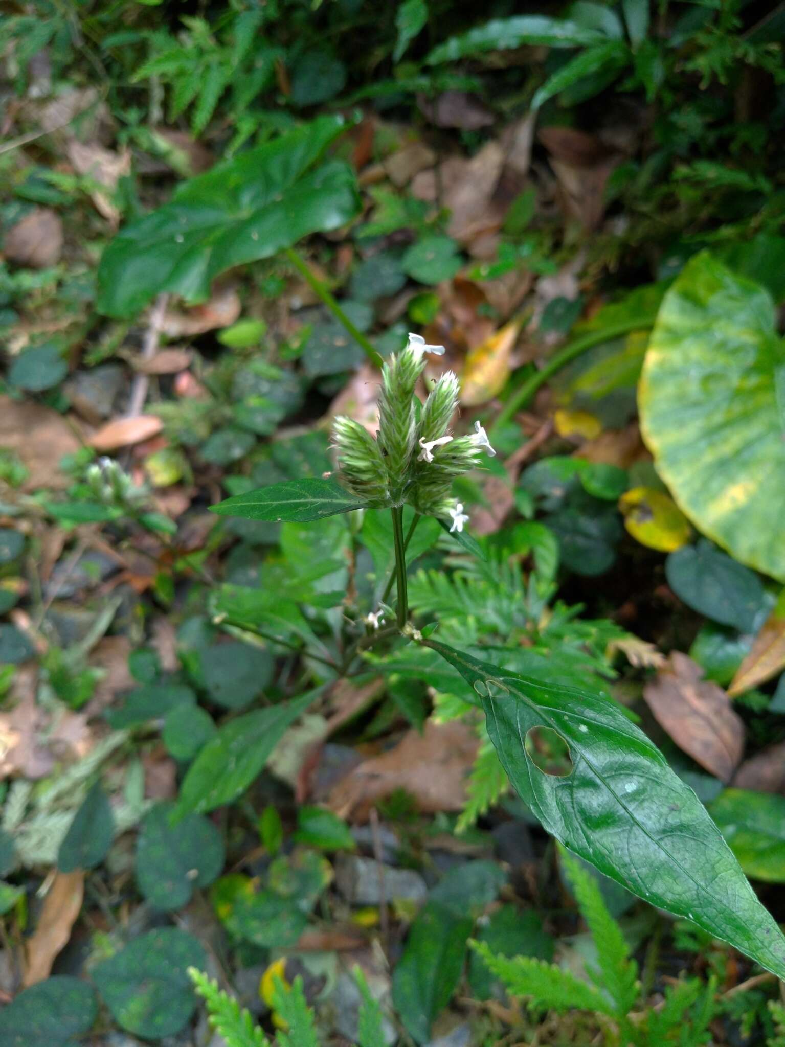 Plancia ëd Lepidagathis formosensis C. B. Cl. ex Hayata