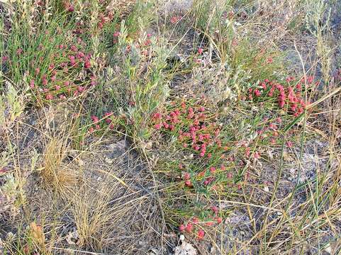 Image of Sea Grape