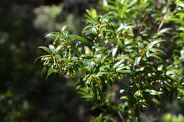 Sivun Gaultheria tenuifolia (R. Phil.) Sleum. kuva