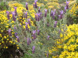 Imagem de Lavandula stoechas L.