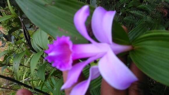 Image of Sobralia decora Bateman