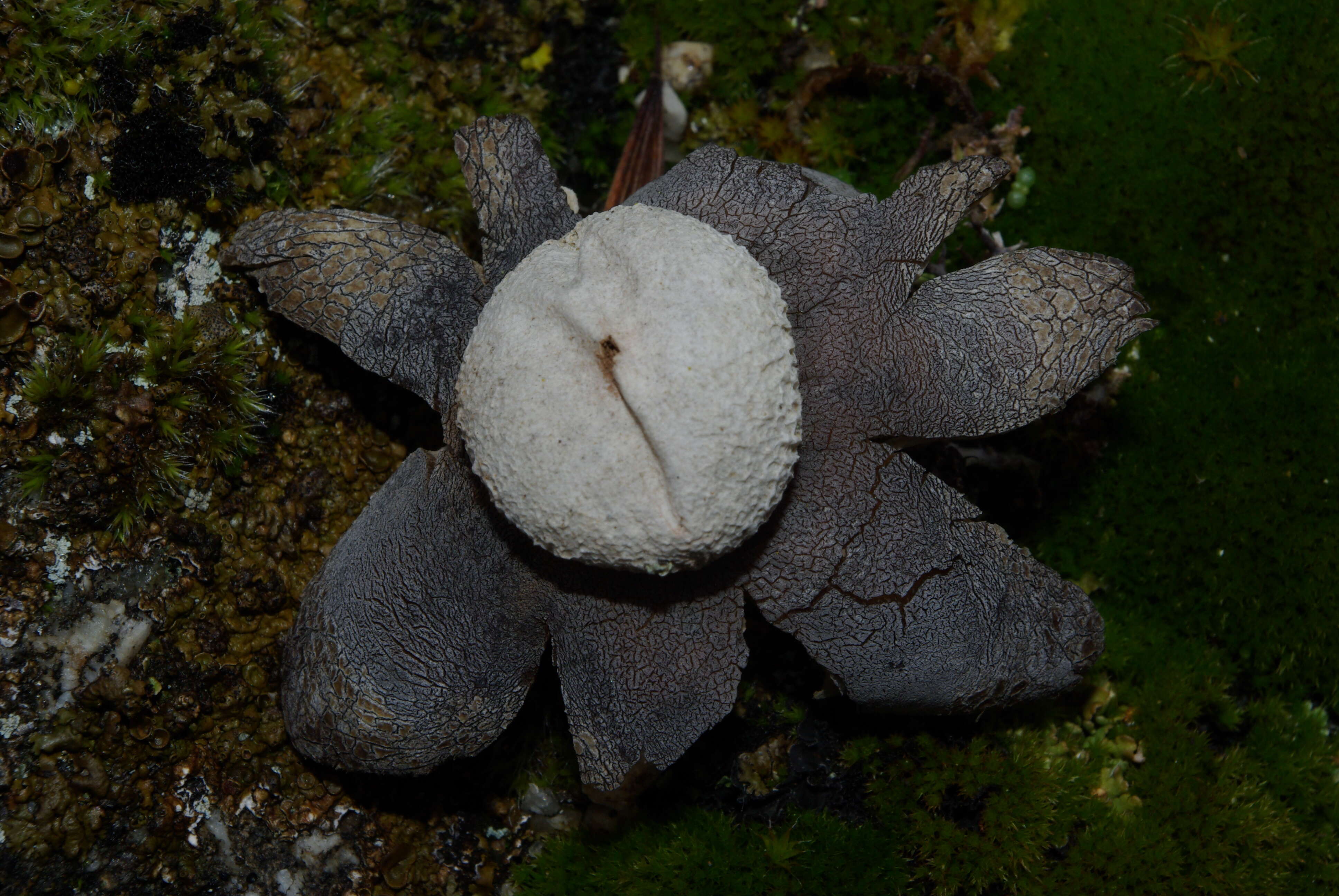 Image of False Earthstar