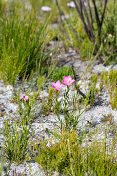 Image of Chironia tetragona L. fil.