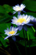 Image of Australian water-lily