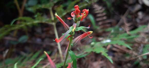 Слика од Castilleja integrifolia L. fil.