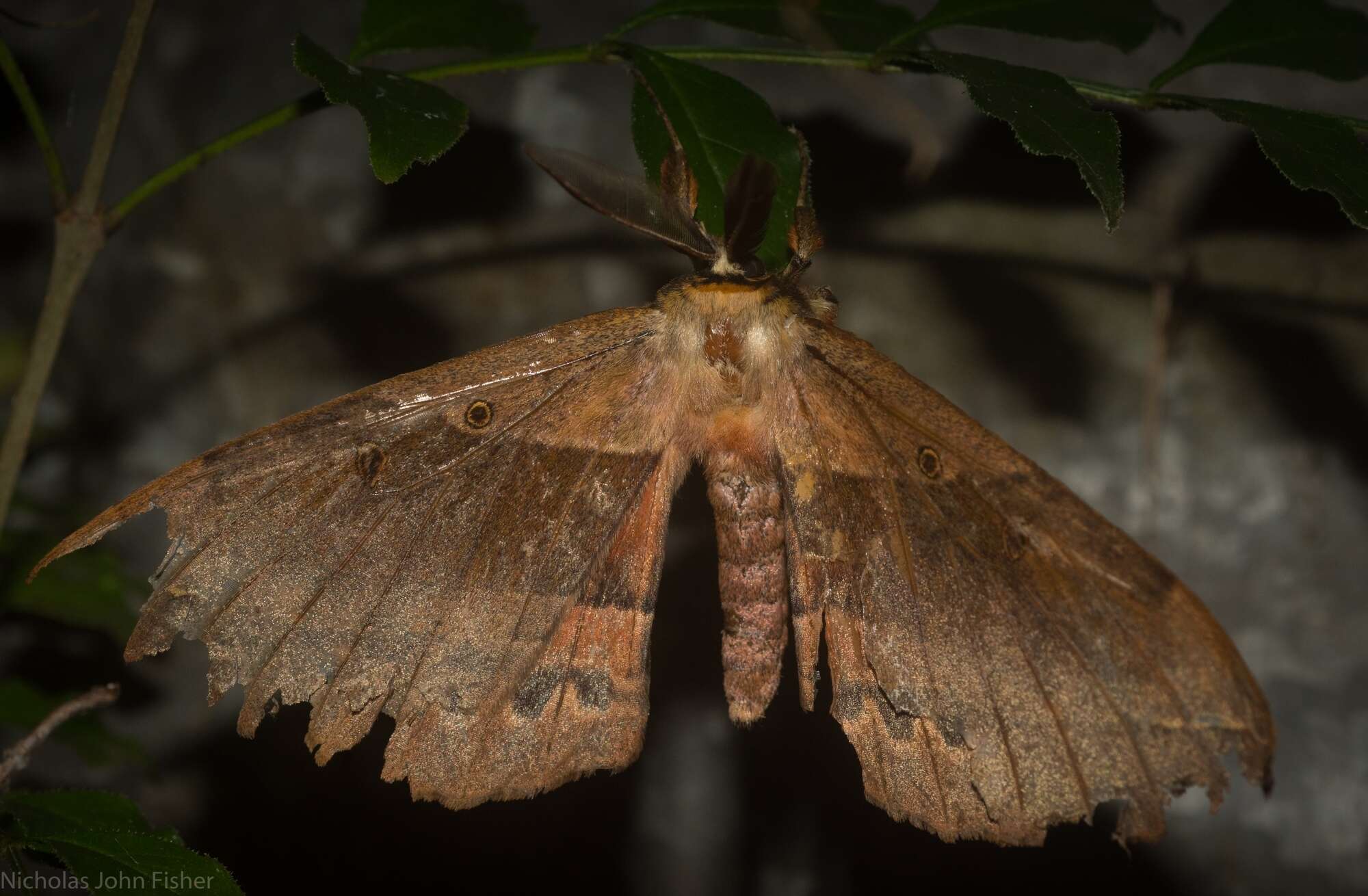 Image of Chelepteryx chalepteryx (Felder & R. 1874)