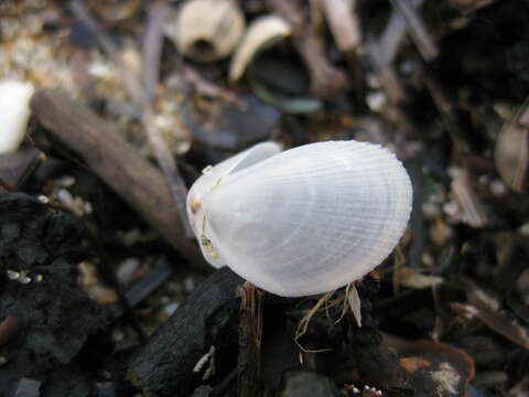 Image of Limaria orientalis (Adams & Reeve 1850)