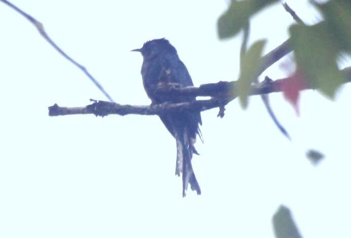 Image of Fork-tailed Drongo-Cuckoo