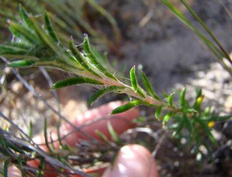 Image of Anaxeton asperum subsp. pauciflorum Lundgren