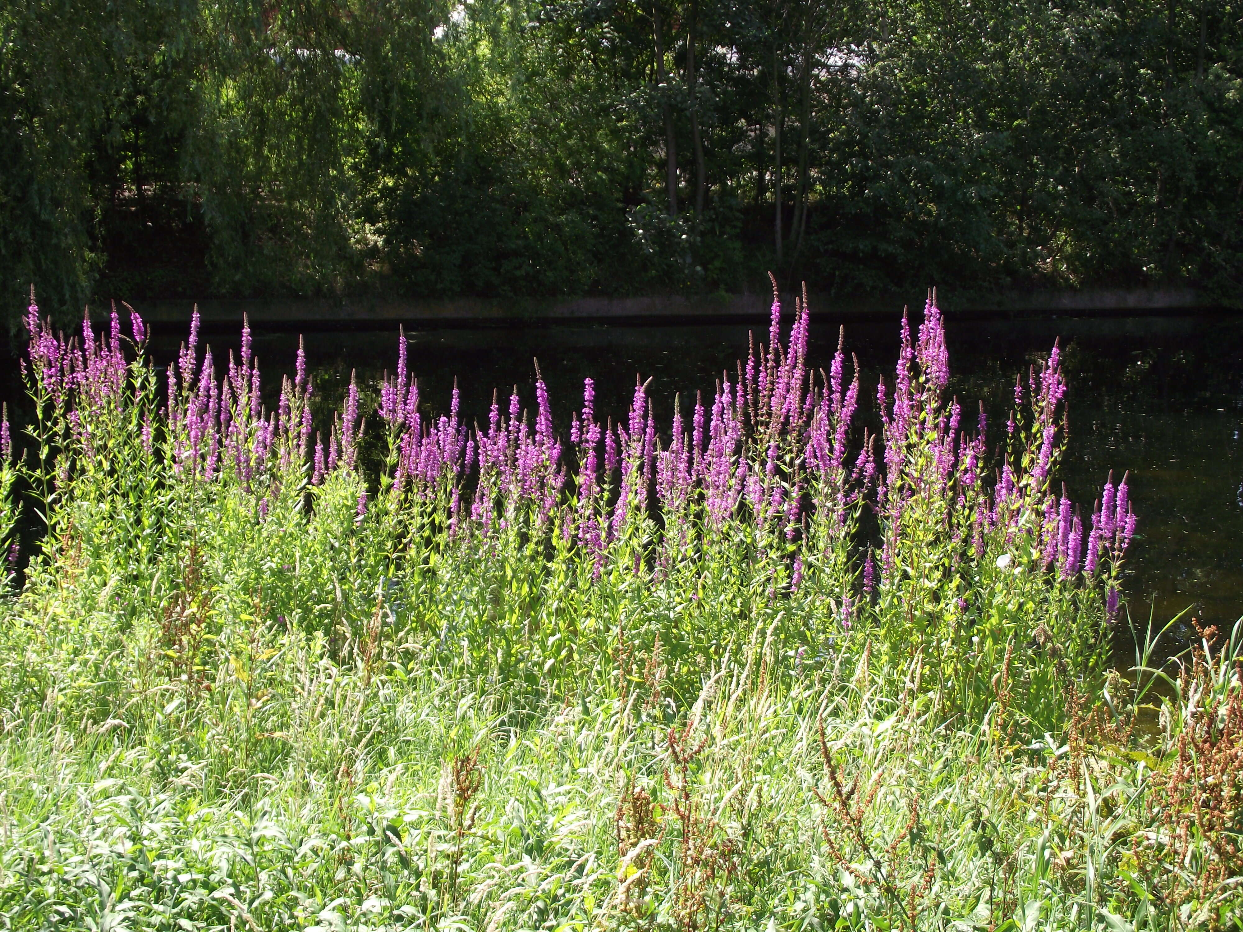 Plancia ëd Lythrum salicaria L.