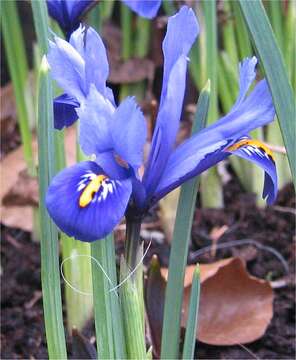 Image of Iris reticulata M. Bieb.