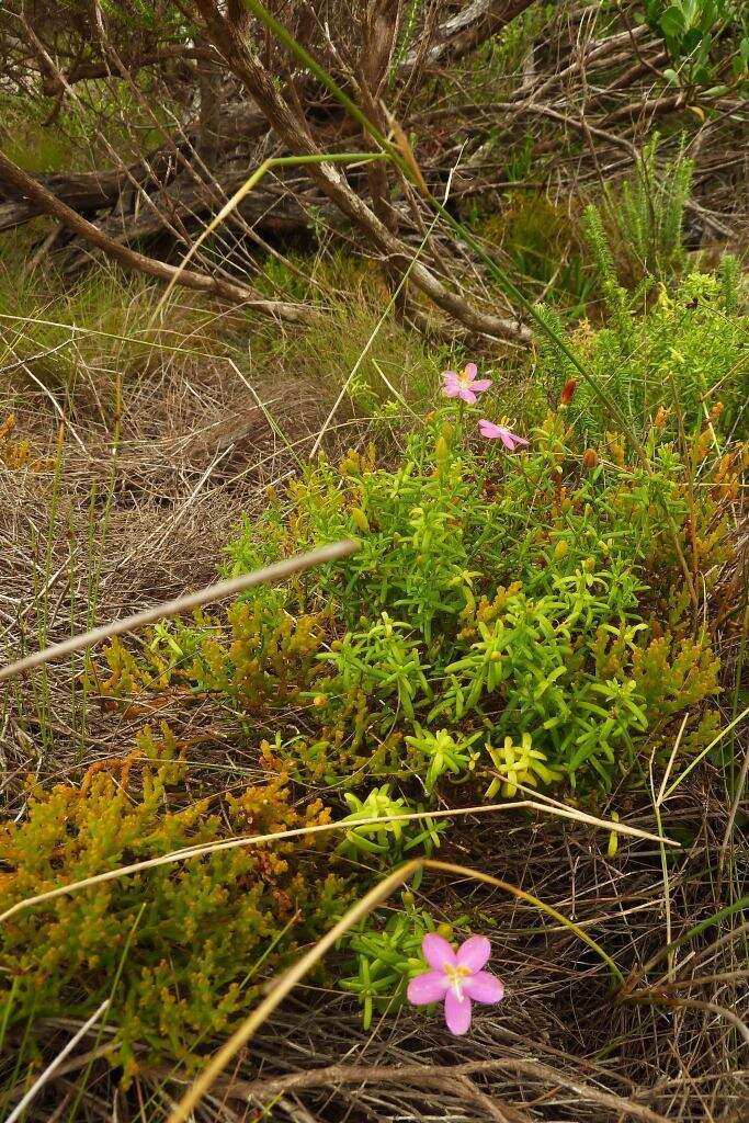 Image de Chironia baccifera L.