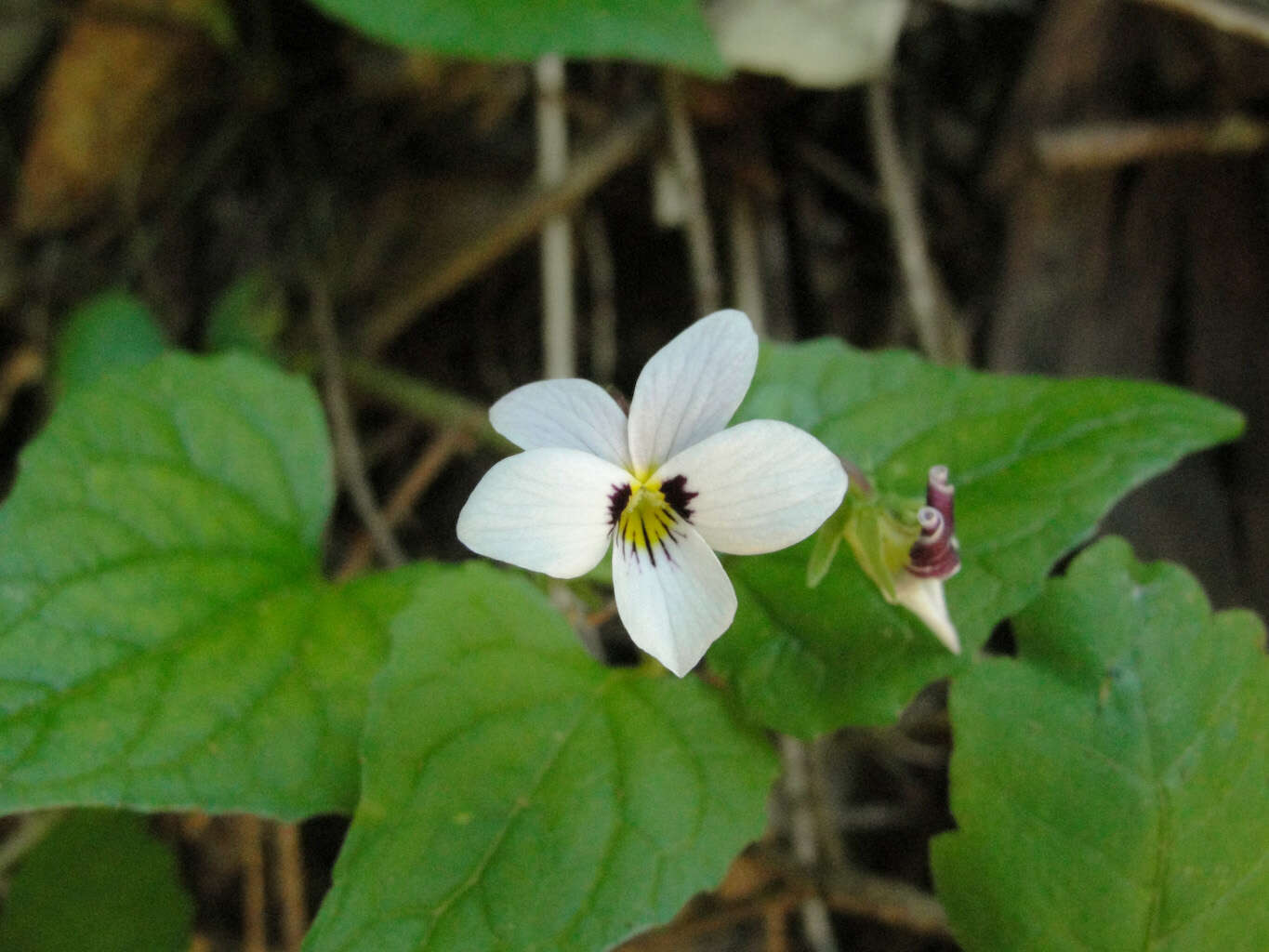 صورة Viola ocellata Torr. & Gray