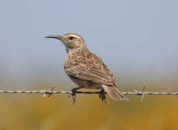 Sivun Certhilauda curvirostris curvirostris (Hermann 1783) kuva