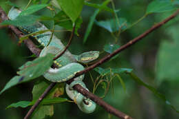 Imagem de Bothrops bilineatus (Wied-Neuwied 1821)