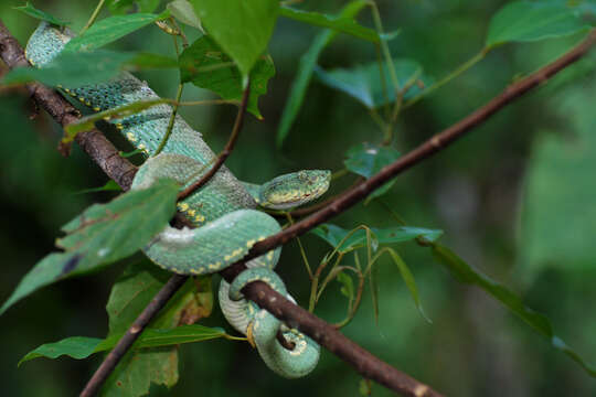 Image of Green Jararaca