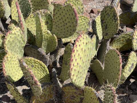 Opuntia comonduensis的圖片