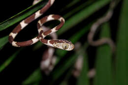 Image of Blunthead Tree Snake