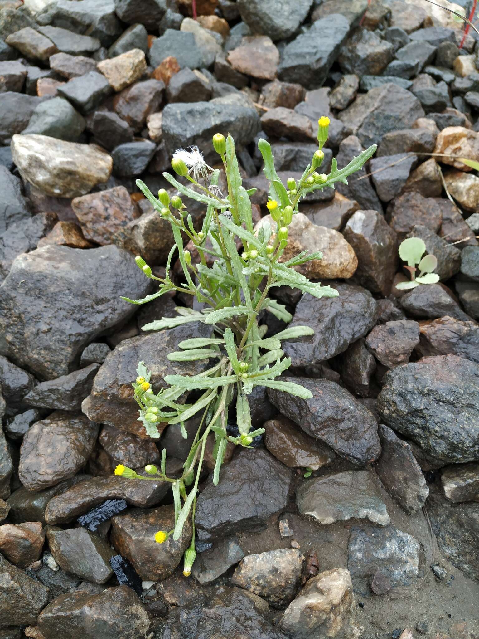 Plancia ëd Senecio dubitabilis C. Jeffrey & Y. L. Chen