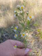 Image de Symphyotrichum porteri (A. Gray) G. L. Nesom