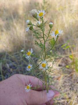 Image de Symphyotrichum porteri (A. Gray) G. L. Nesom