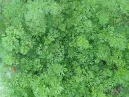 Image of marsh parsley
