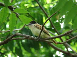 Image of Gray-collared Becard