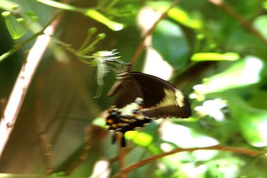 Image of Canopus Swallowtail