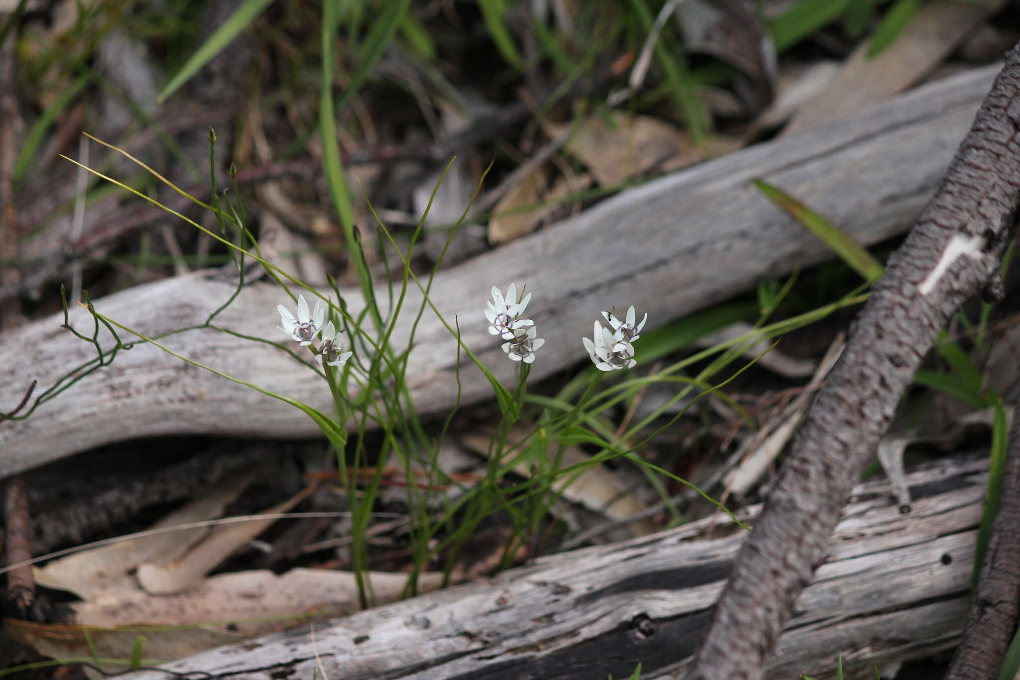 صورة Wurmbea dioica subsp. dioica