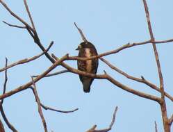 Image of White-browed Purpletuft