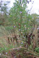 Image of Carolina desert-thorn