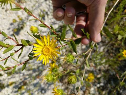 Image of narrowleaf gumweed