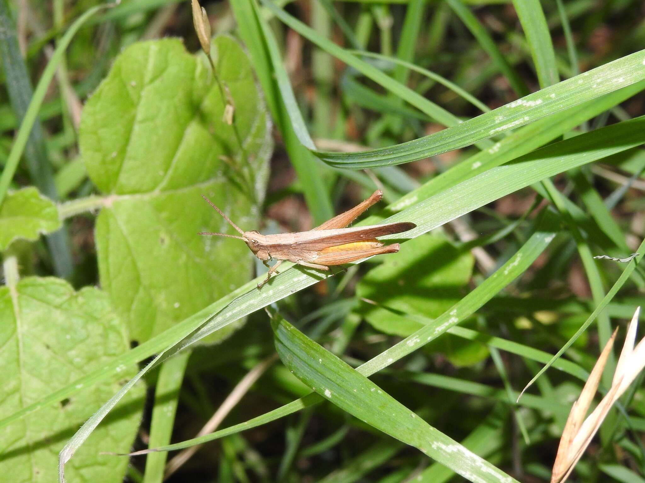 Eutryxalis filata (Walker & F. 1870) resmi