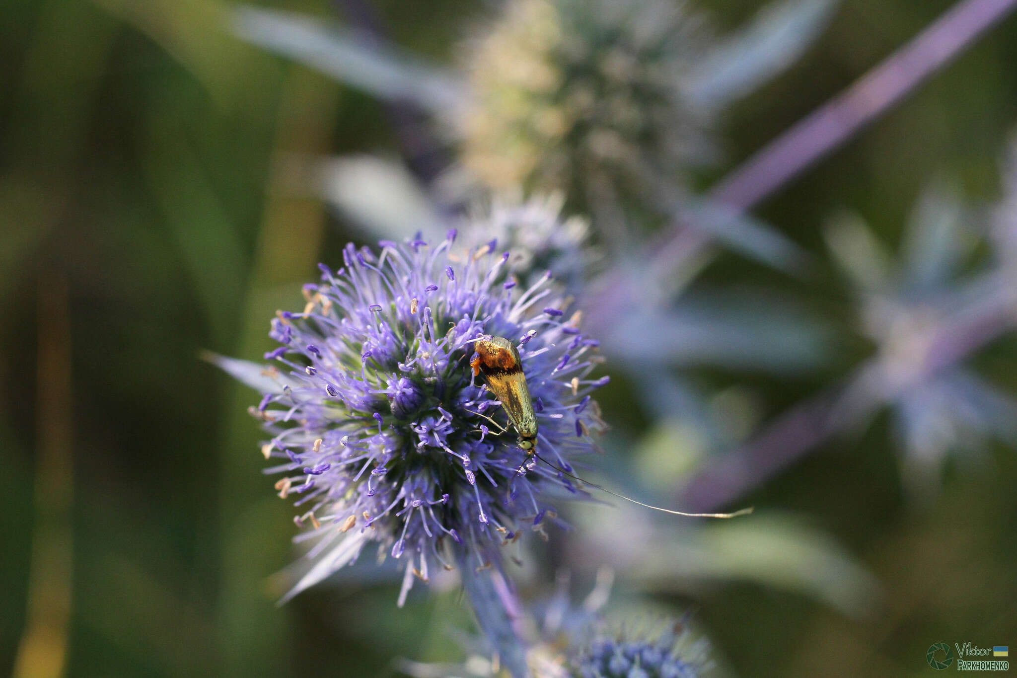 Imagem de Nemophora dumerilella (Duponchel 1839)