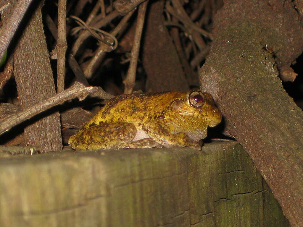 Image of Heath Frog