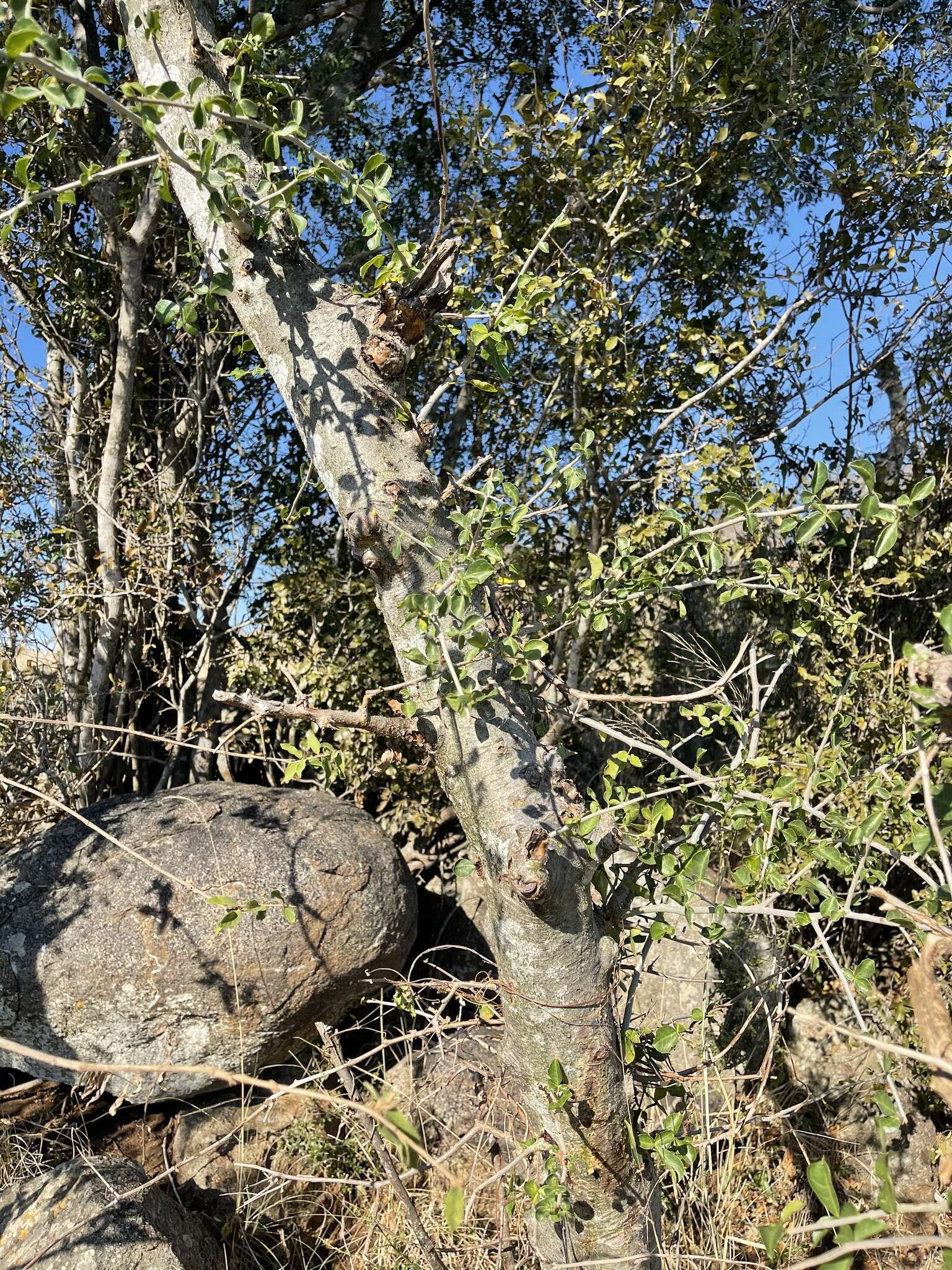 Image of Sweet-root corkwood