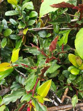 Image of Puerto Rico Begonia