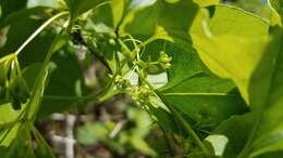 Image de Smilax californica (A. DC.) A. Gray