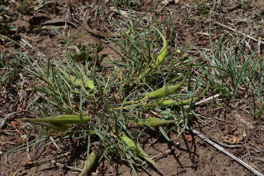 Image of Asclepias brevipes (Schltr.) Schltr.