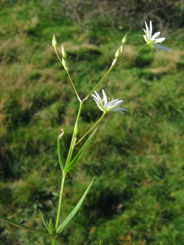 Imagem de Stellaria graminea L.