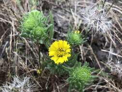 Image de Deinandra corymbosa (DC.) B. G. Baldwin