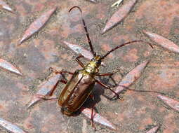 Scatopyrodes trichostethus (Bates 1879) resmi