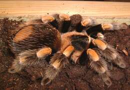 Image of Mexican Red Knee Tarantula