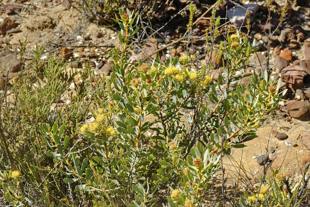 Image of Leucadendron glaberrimum subsp. glaberrimum