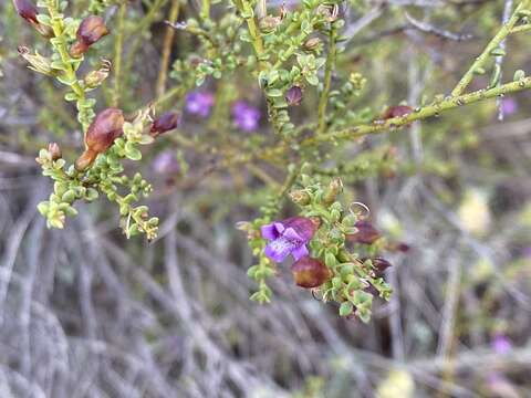 Image of Eremophila parvifolia subsp. auricampa